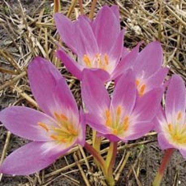 Colchicum speciosum
