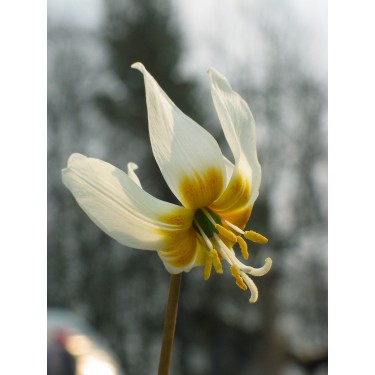 Erythronicum causasicum