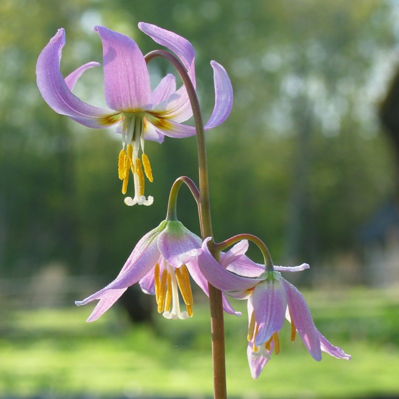 Erythronium revolutum 'Kinfauns Pink' Erythronium revolutum 'Kinfauns Pink'