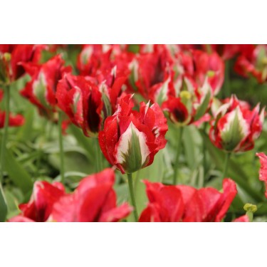 Tulipa 'Esperanto'