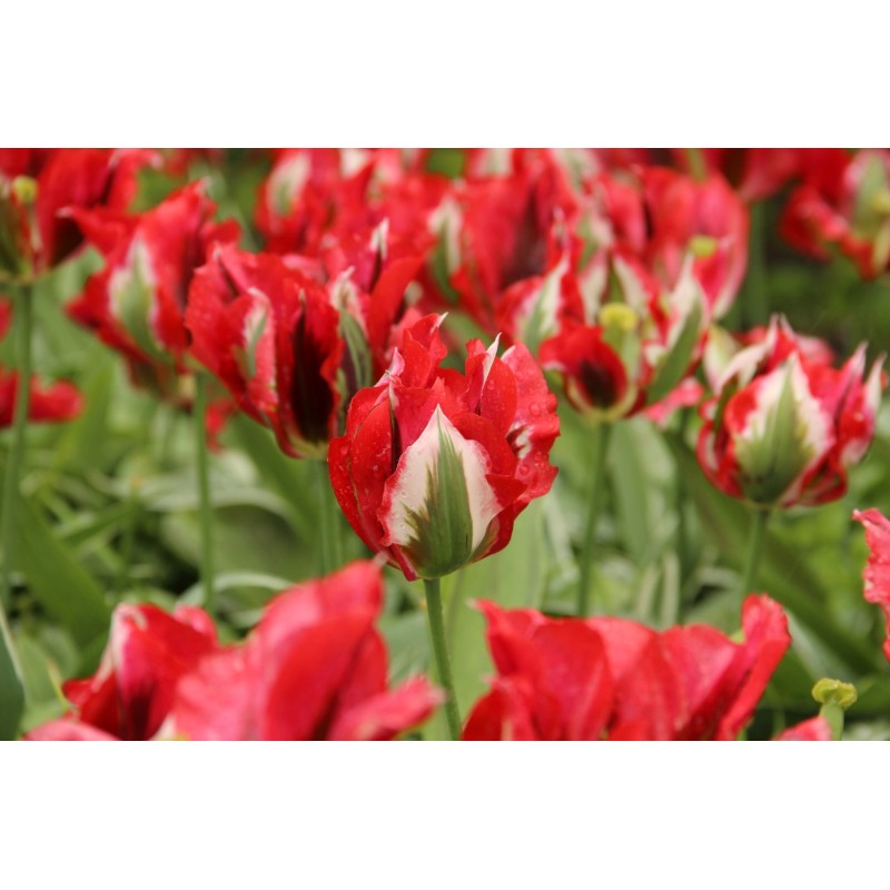 Tulipa 'Esperanto'