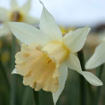 Narcissus ‘Apricot’