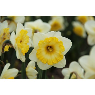 Narcissus ‘Bright Sun’