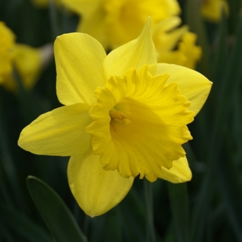 Narcissus ‘Dutch Master’