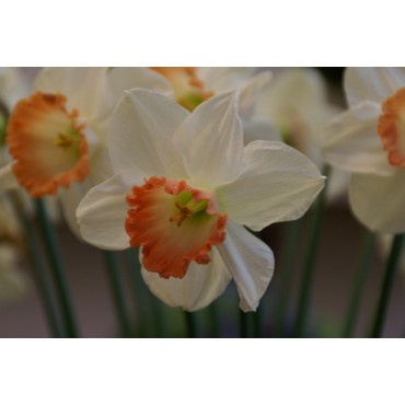 Narcissus 'Pink Charme' 