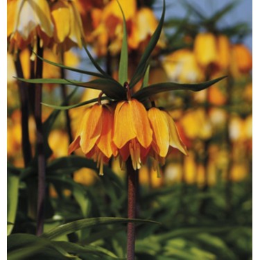 Fritillaria imperialis ‘Early Dream’