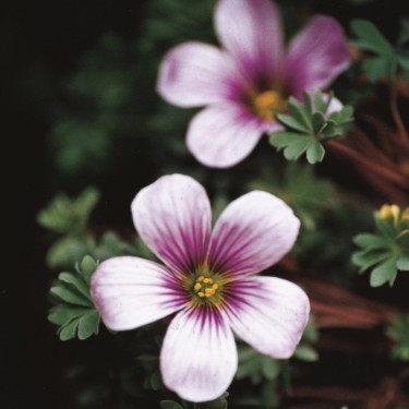 Oxalis enneaphylla