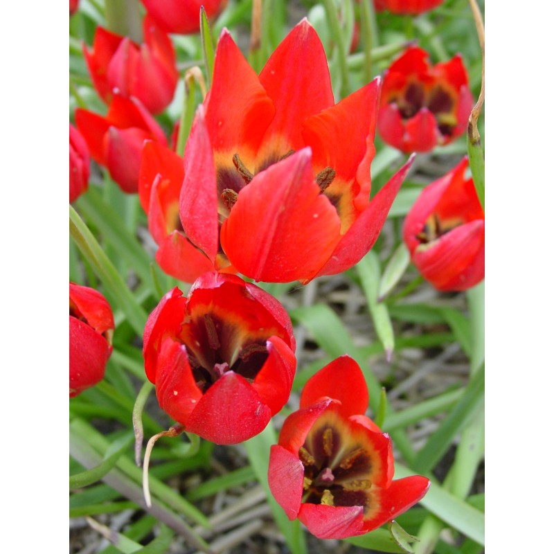 Tulipa hageri