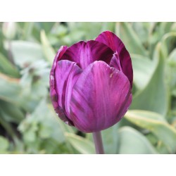 Tulipa 'Columbine broken variegata'