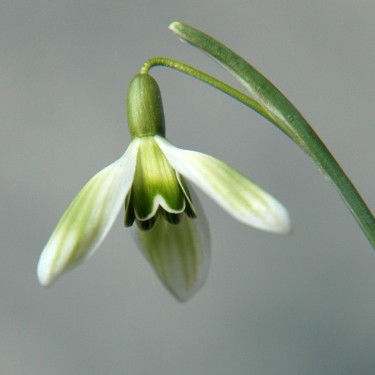 Galanthus 'Greenish'
