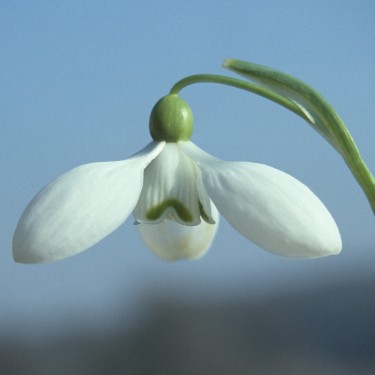 Galanthus 'Icicle'