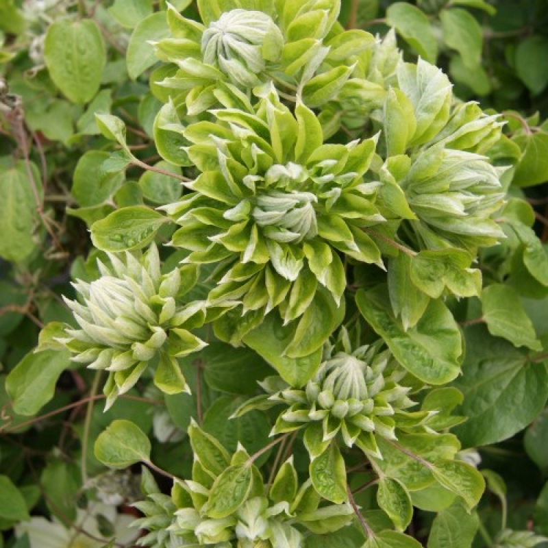 Clematis 'Green Passion'