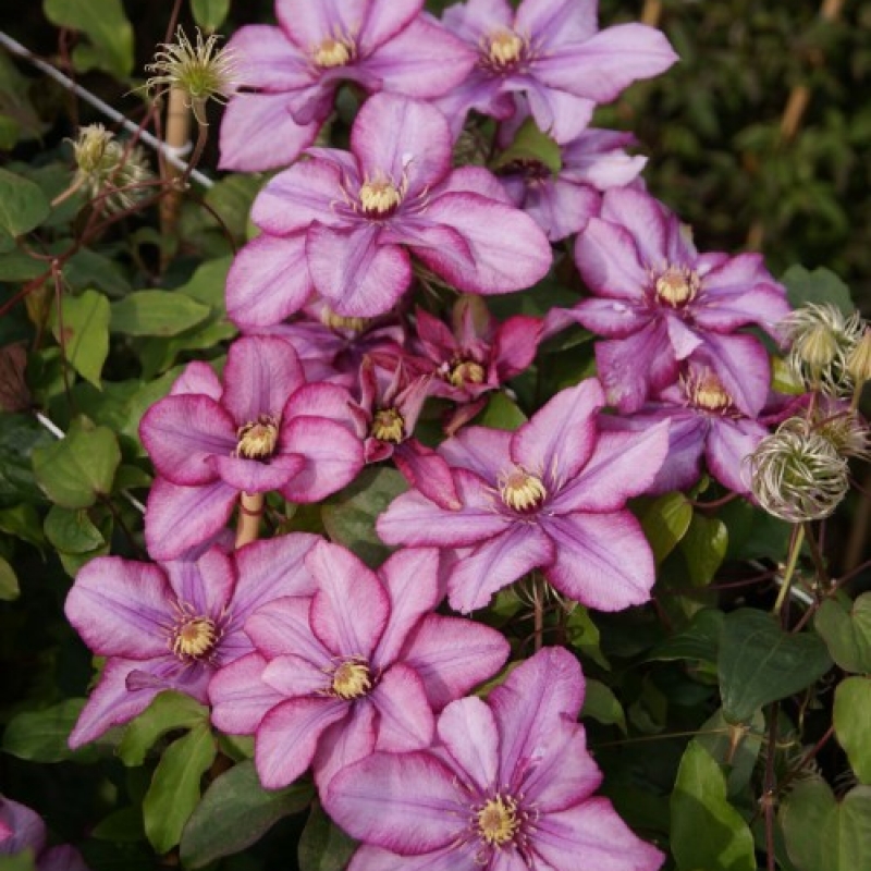 Clematis 'Paradiso'