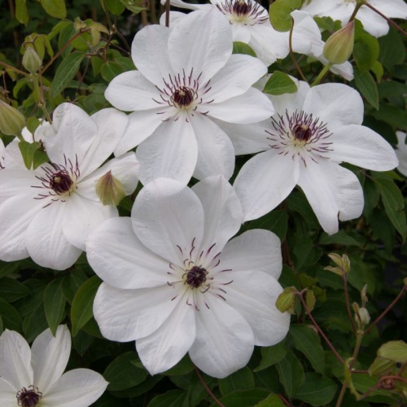 Clematis 'White Pearl'