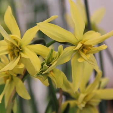 Narcissus viridiflorus VI