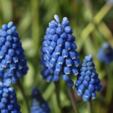 Muscari aucheri 'Blue Magic'
