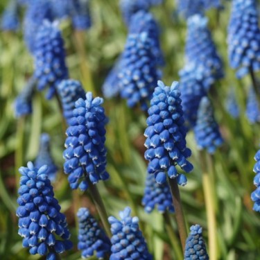 Muscari aucheri 'Blue Magic'