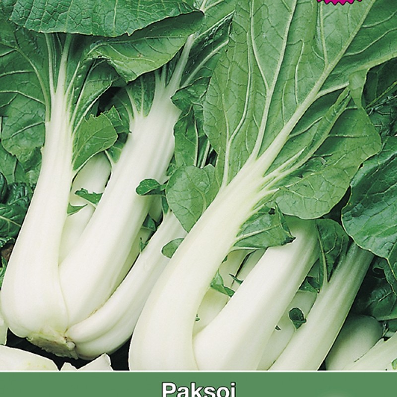 Paksoi, Brassica chinensis Win Choi F1
