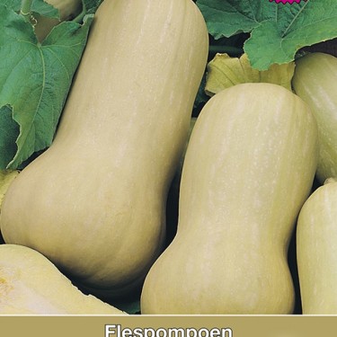 Flespompoen, Cucurbita moschata Butterscotch F1