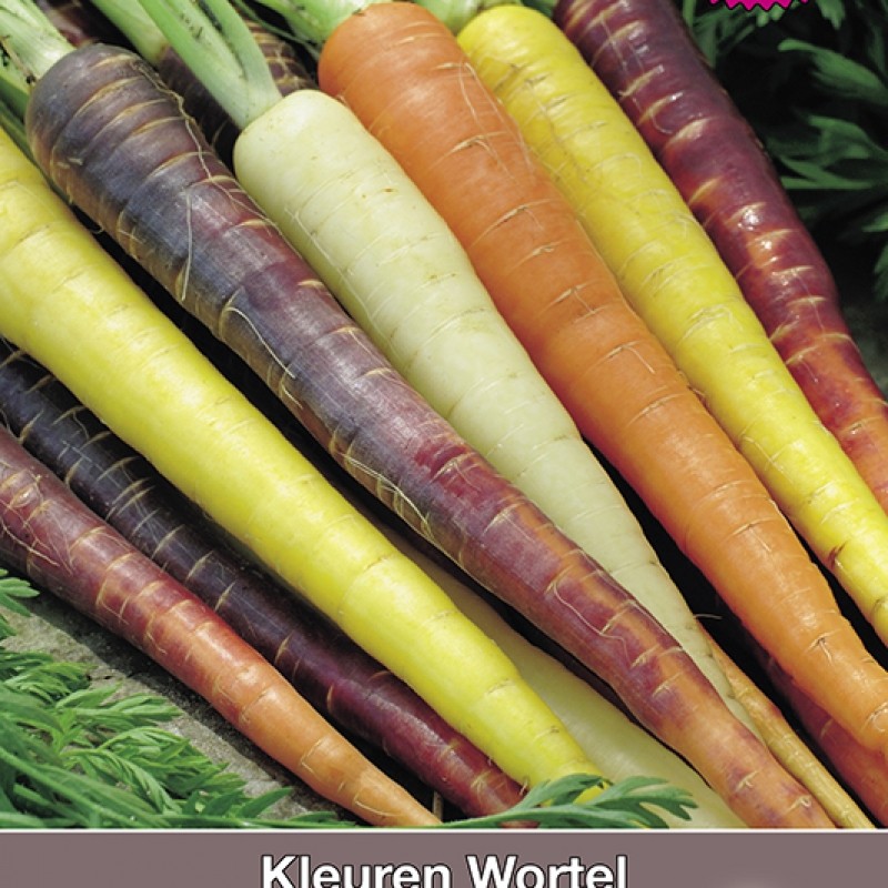 Kleuren Wortel, Daucus carota Regenboog Mengsel F1