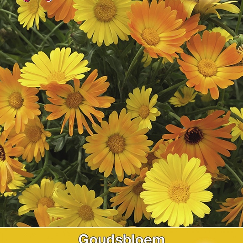 Calendula officinalis Simplicity (Goudsbloem)