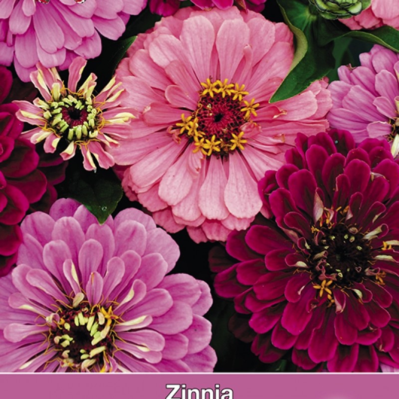 Zinnia elegans Art Deco