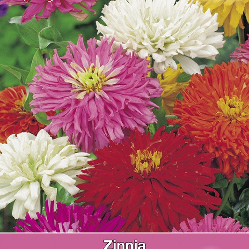 Zinnia elegans Cactus Mix