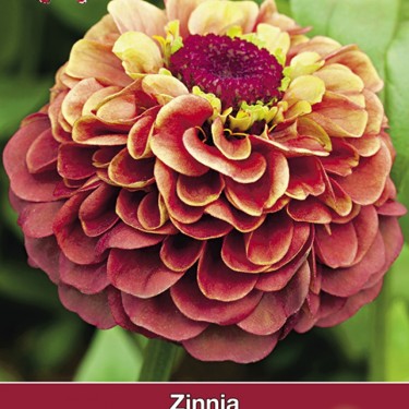 Zinnia elegans Queen Red Lime 