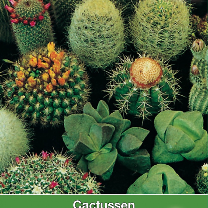 Cactusmengsel