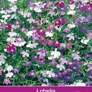 Lobelia pendula 'Cascade Mix'