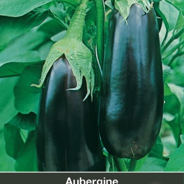 Aubergine Bonica F1