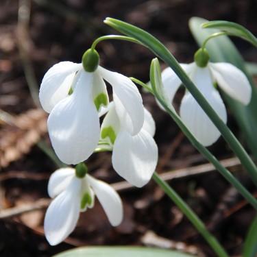 Galanthus 'Dodo Norton'