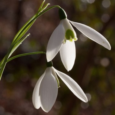 Galanthus 'Fly Fishing'