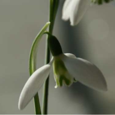 Galanthus 'Ivy Cottage Corporal'