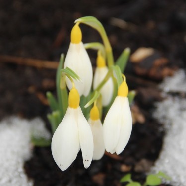 Galanthus 'Ray Cobb'