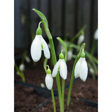 Galanthus reginae-olgae