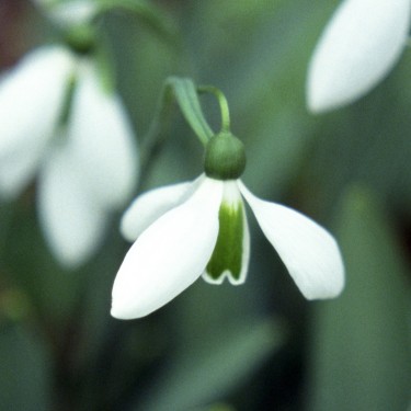Galanthus 'Abington Green'