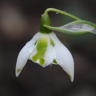 Galanthus 'Betty Hansell'