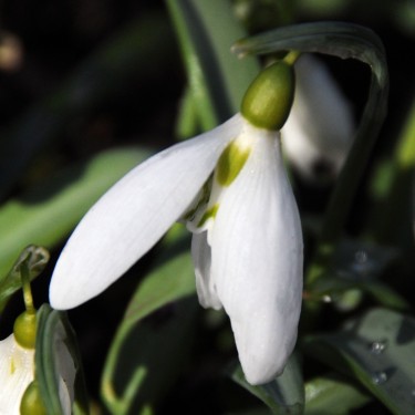 Galanthus 'Patricia Ann'