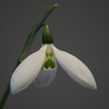 Galanthus 'Two Eyes'