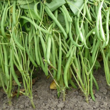 Stamslaboon Phaseolus vulgaris 'Domino'