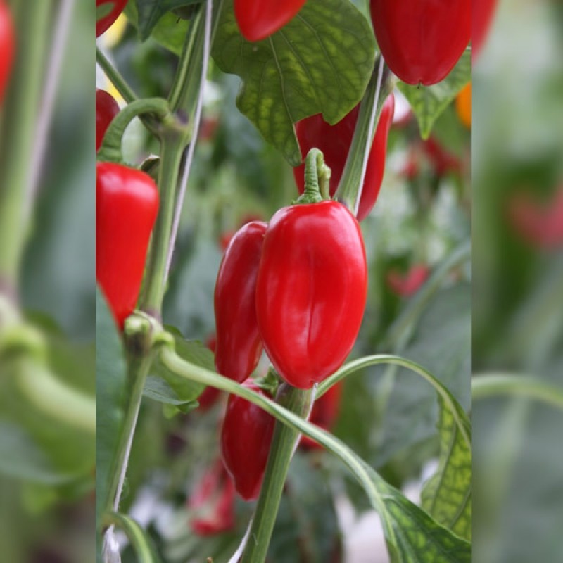 Snackpaprika Capsicum annuum 'Arwen'
