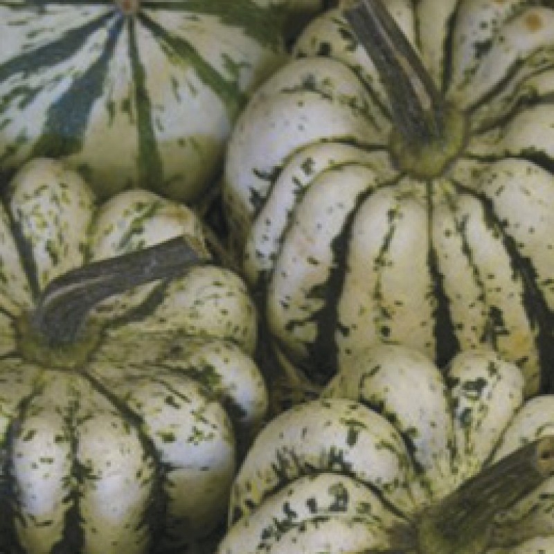 Pompoen Cucurbita pepo 'Sweet Dumpling'