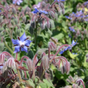 Komkommerkruid, Borago officinalis