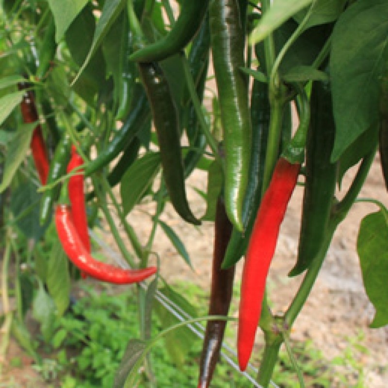 Peper Capsicum annuum 'Westlandse Lange Rode'