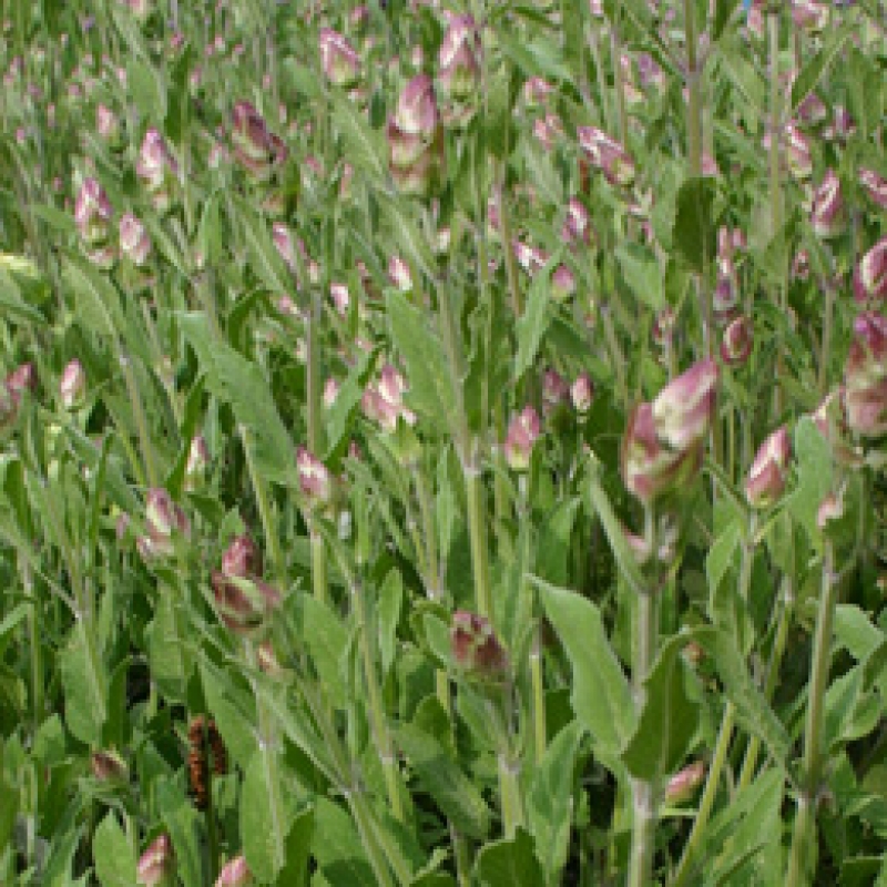 Salie, Salvia officinalis