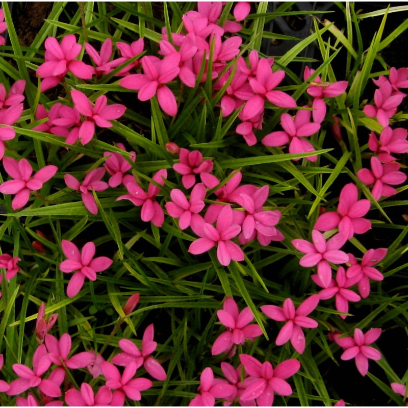 Rhodohypoxis deflexa