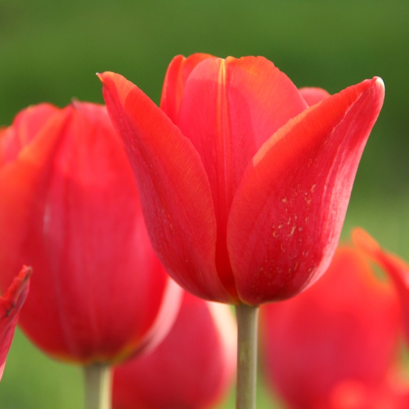 Tulipa 'Admiraal Tromp'