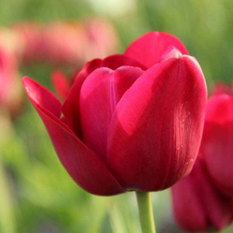 Tulipa 'Archeron'