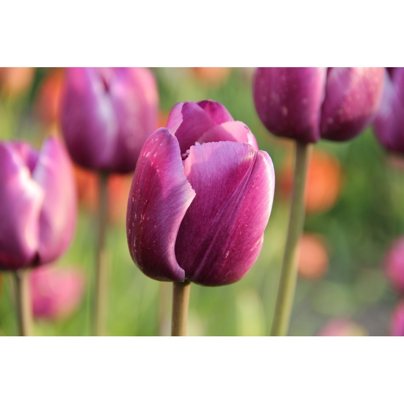 Tulipa 'Corrina' Tulipa 'Corrina'